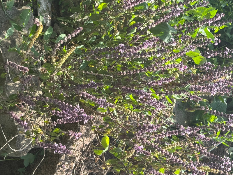 basilic — photo 3 sur 29