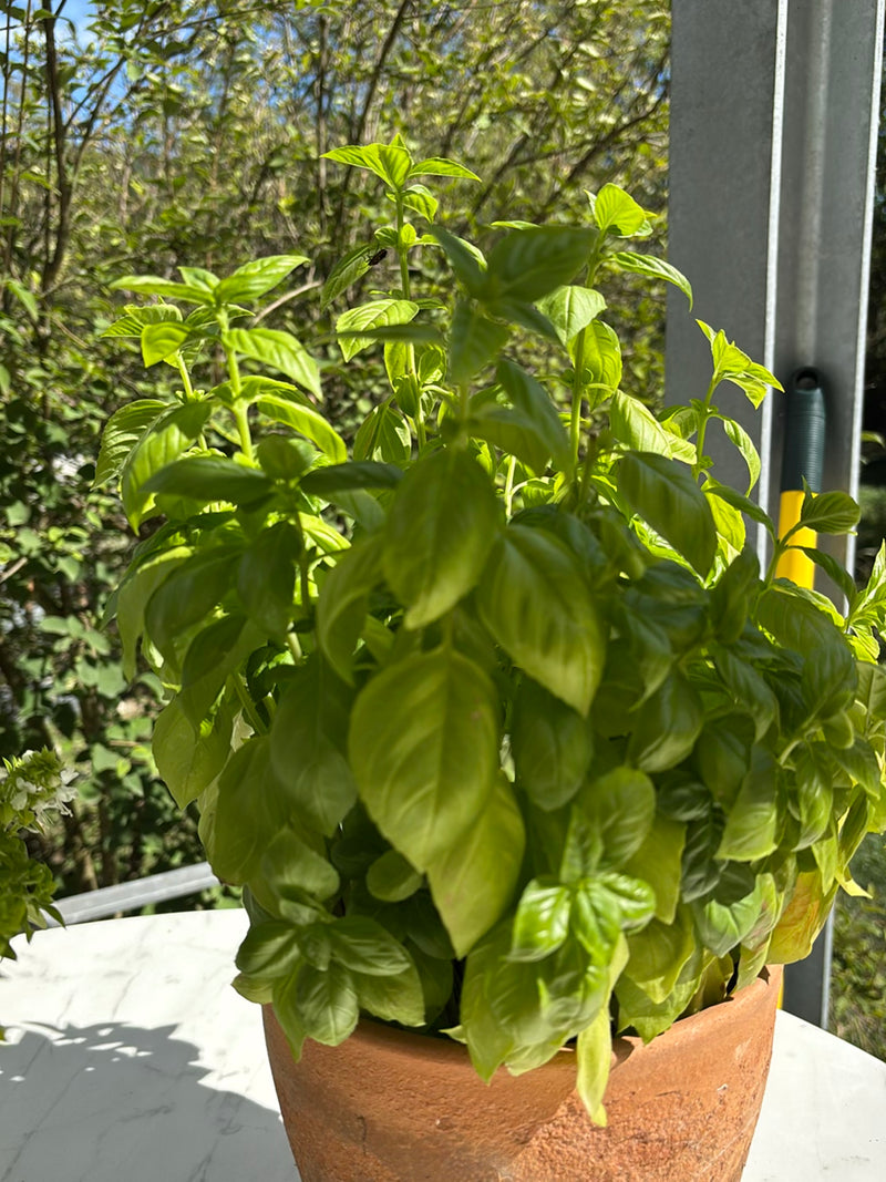 On peut voir une plante de basilic fraîche aux feuilles vert vif dans un pot en terre cuite. La plante est placée à l'extérieur devant un fond naturel.