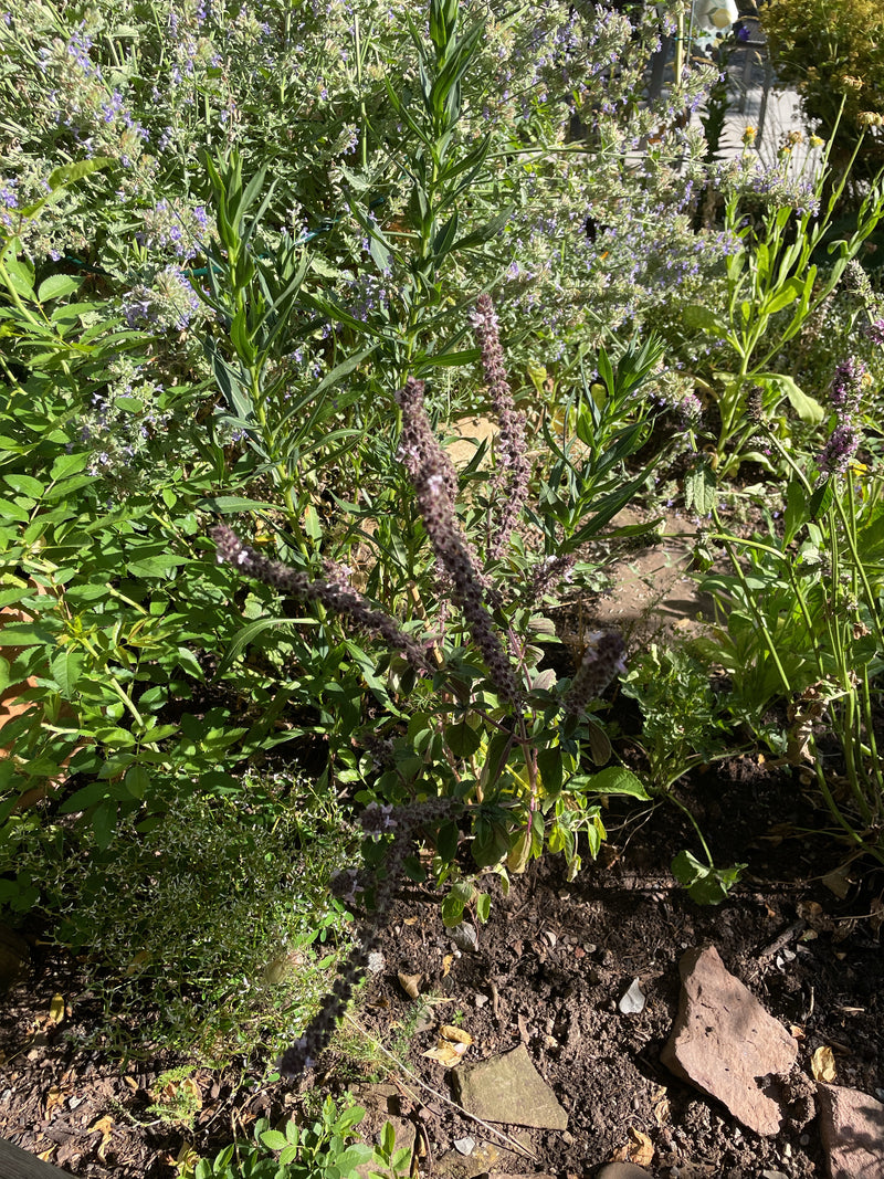 On peut voir un plant de basilic en fleurs dans un parterre de jardin parmi d'autres plantes vertes. La plante présente ses inflorescences typiques.