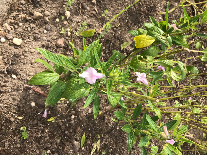 Bâtarde Mélissa — photo 1 sur 5