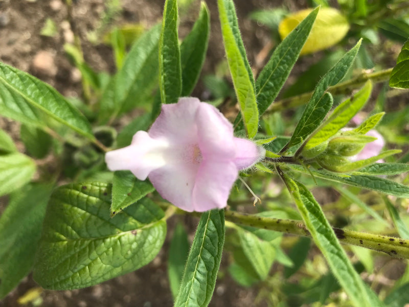 Bâtarde Mélissa — photo 5 sur 5
