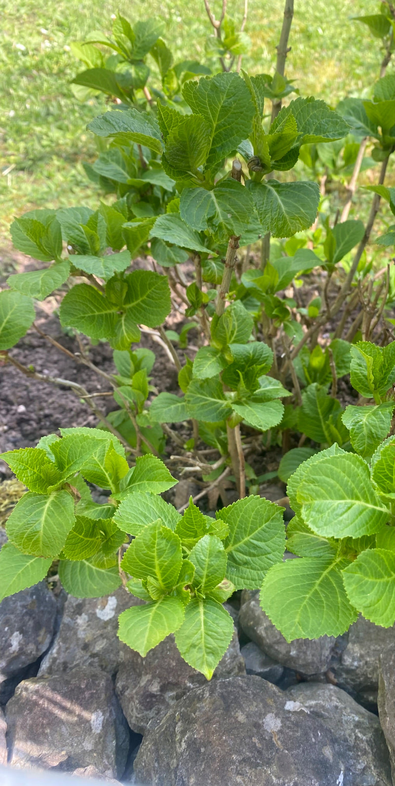 Hortensias — Bild 1