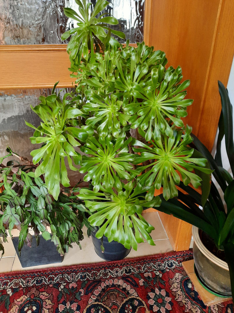 Arbre Aéonium — Bild 1