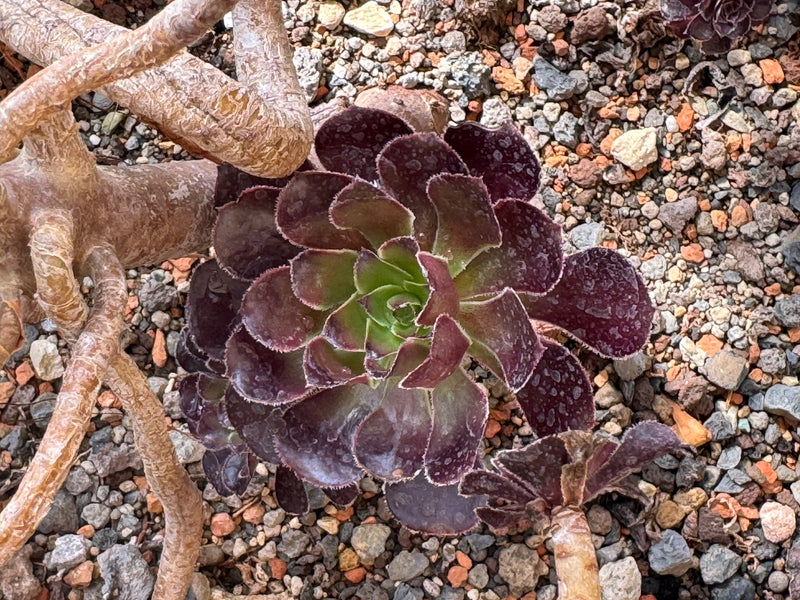 Une rosette de feuilles pourpre foncé d'un Aeonium arboreum pousse sur un sol de gravier pierreux près de tiges ligneuses.