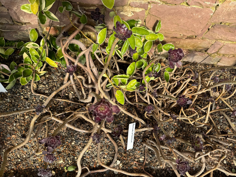 Un cultivar pourpre foncé d'Aeonium arboreum déploie ses tiges tortueuses sur un sol graveleux contre un mur de pierre.