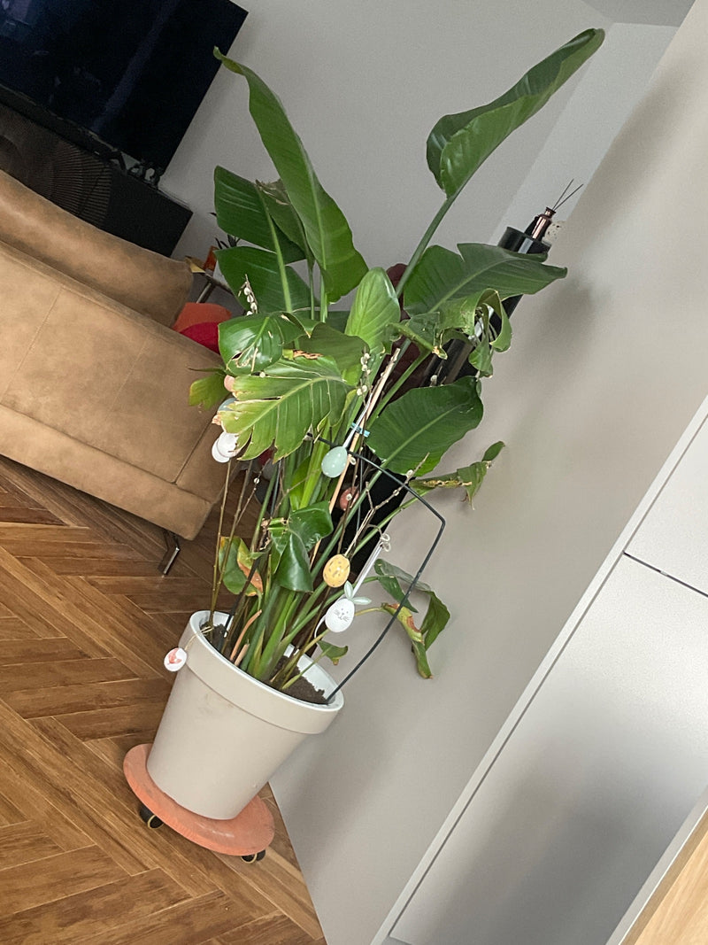 Strélitzia des arbres — Bild 1