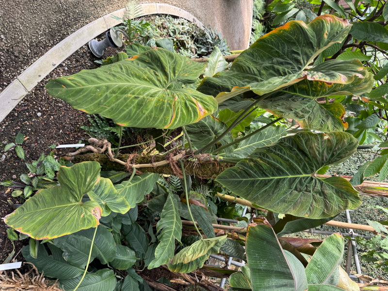 Une plante vigoureuse de Philodendron aux grandes feuilles cordiformes grimpant le long d'un tronc dans une serre.