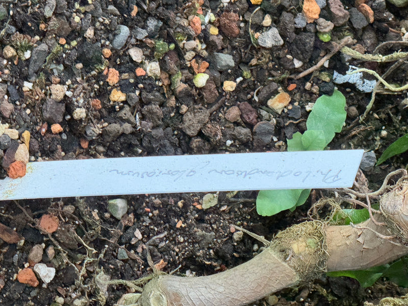 L'image montre un morceau de terreau avec une étiquette de plante blanche portant l'inscription manuscrite 'Philodendron gloriosum'. À côté, une tige de plan...