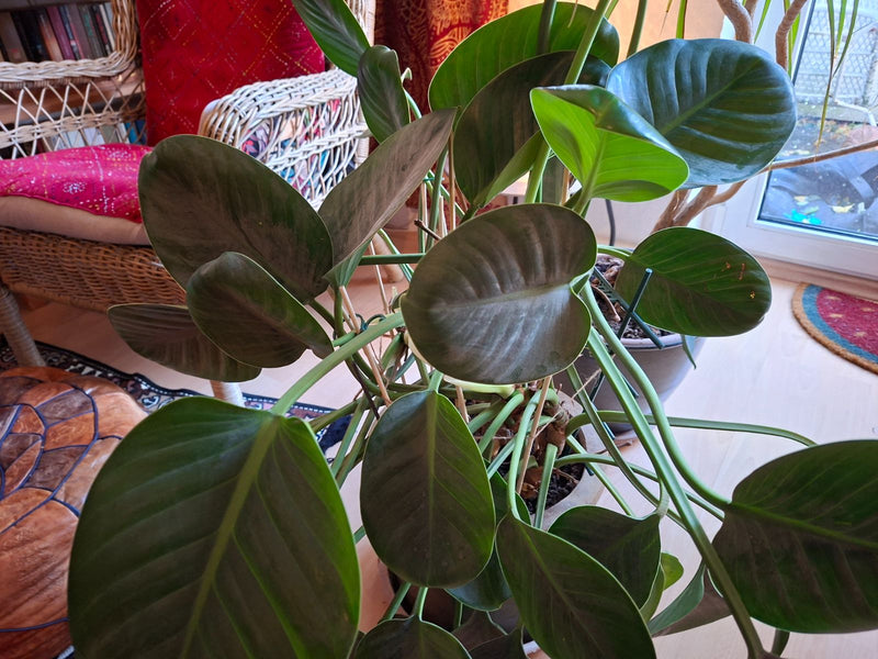 Une plante vigoureuse de Philodendron aux grandes feuilles vert foncé cultivée en pot à l'intérieur.