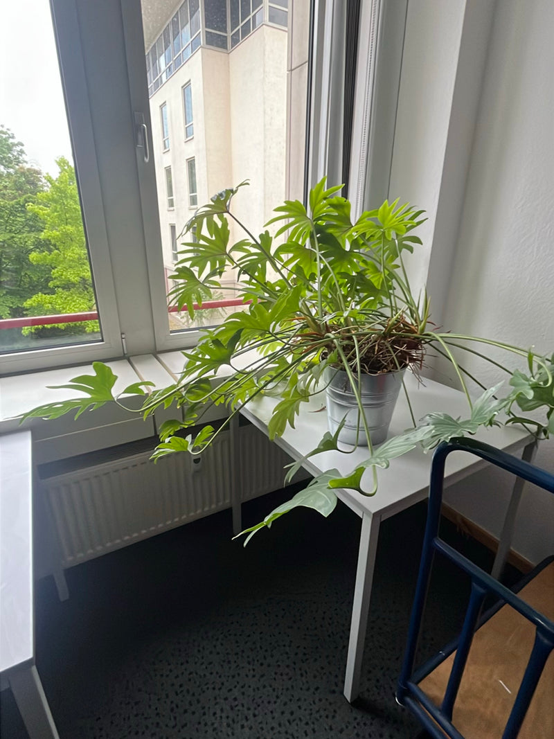 Ami de l'arbre — Bild 3