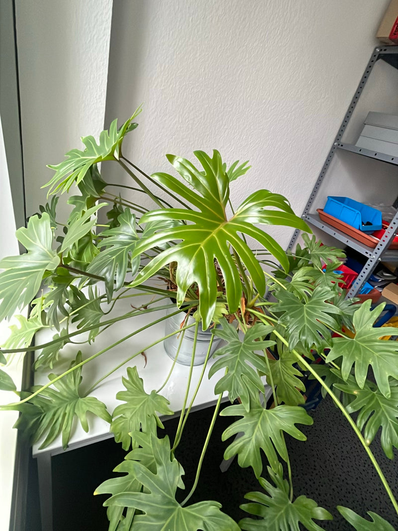 Ami de l'arbre — Bild 2