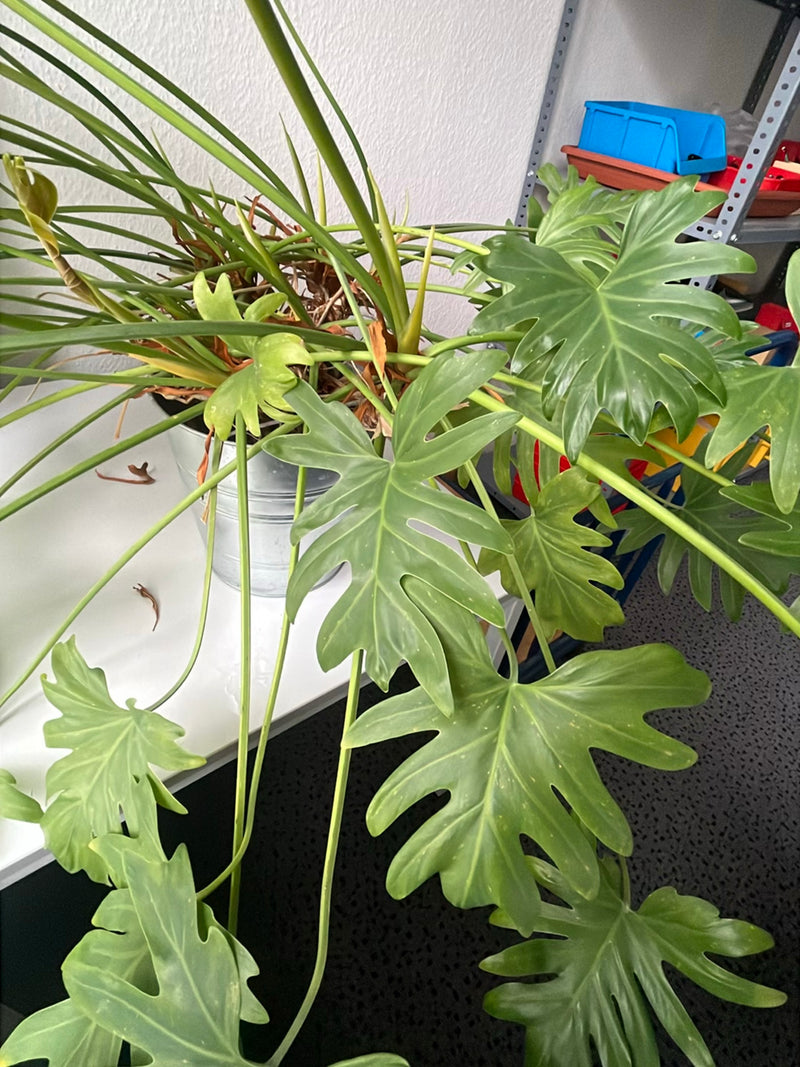 Ami de l'arbre — Bild 1