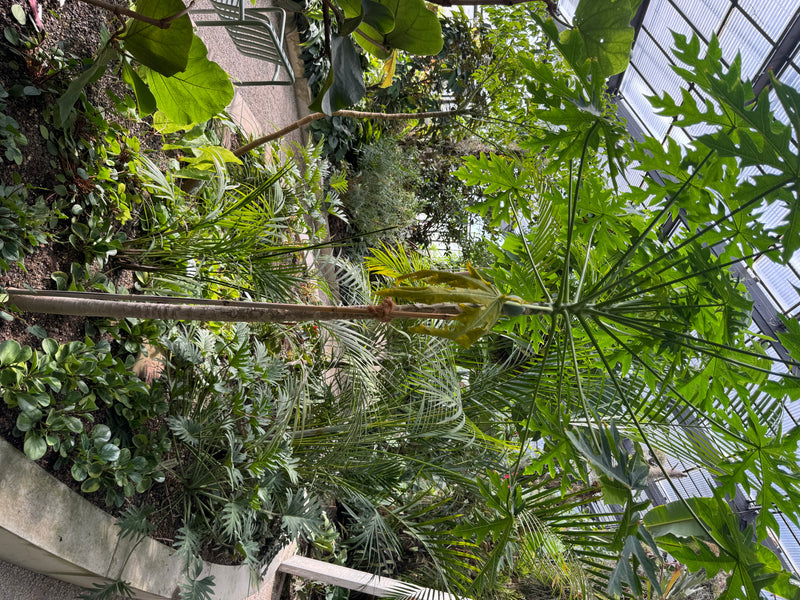 Au premier plan d'un parterre de serre, un philodendron bipinnatifidum aux feuilles lobées caractéristiques pousse parmi d'autres plantes tropicales.