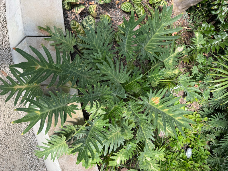 Vue plongeante d'un Thaumatophyllum bipinnatifidum avec ses feuilles vertes caractéristiques profondément découpées dans un parterre.