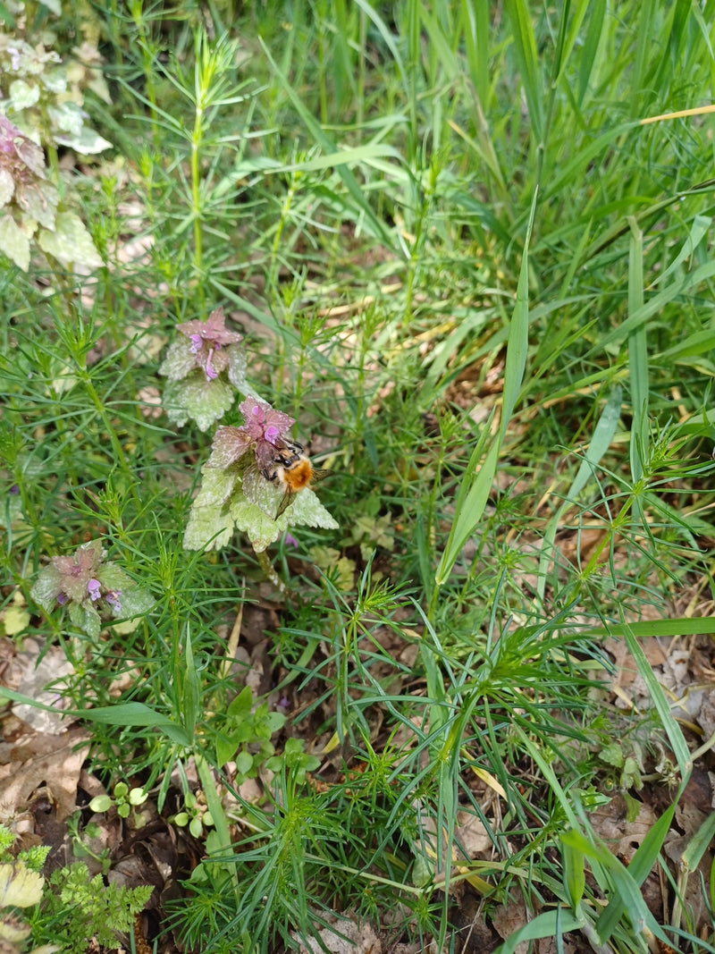 Bourdon des arbres — Bild 1