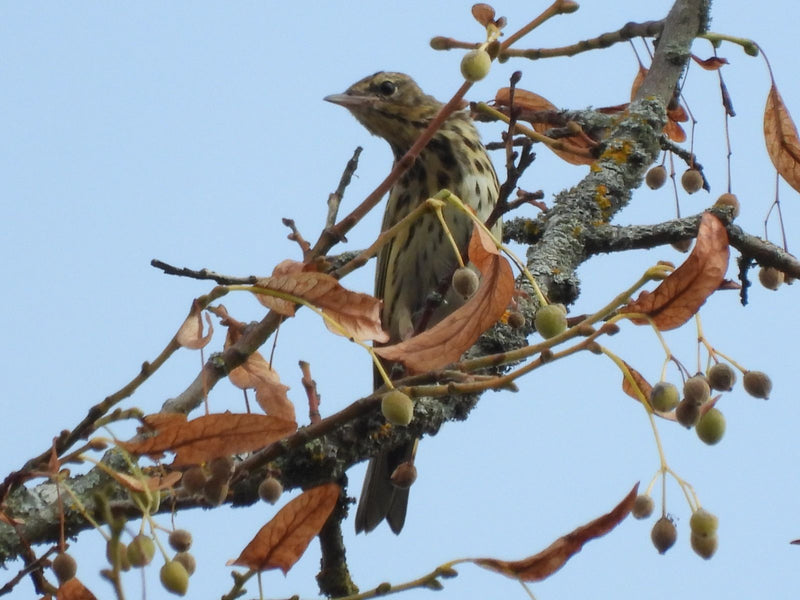 Pipit des arbres — Bild 1