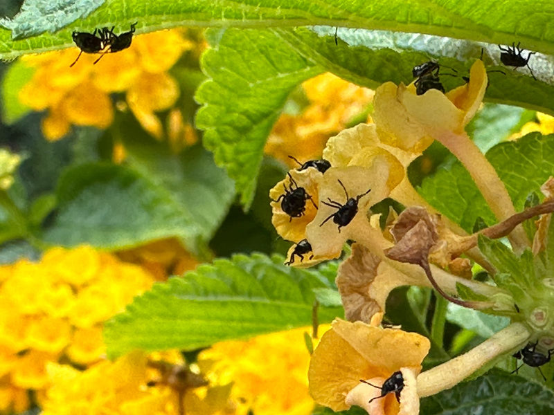 Plusieurs petites nymphes de punaises diaboliques sont posées sur des fleurs jaunes et des feuilles vertes. Elles se reposent sur la plante.