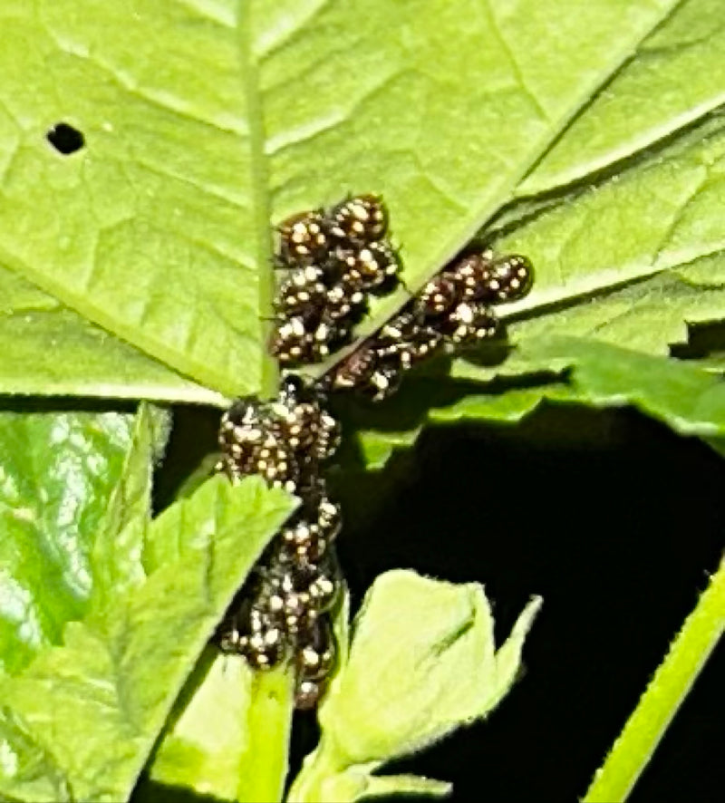 Un groupe de nymphes de punaises fraîchement écloses se trouve sur la face inférieure d'une feuille verte. Les petits insectes sont serrés les uns contre les...