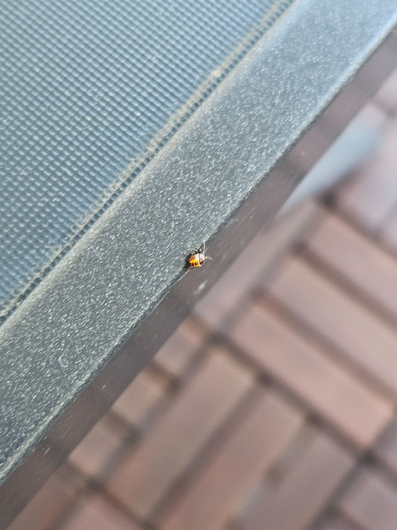 Une petite nymphe de punaise diabolique est posée sur un bord métallique sombre. L'insecte est visible en très petit.