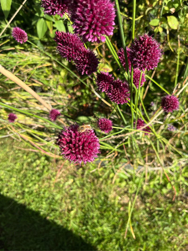 Punaise des baies — photo 4 sur 20