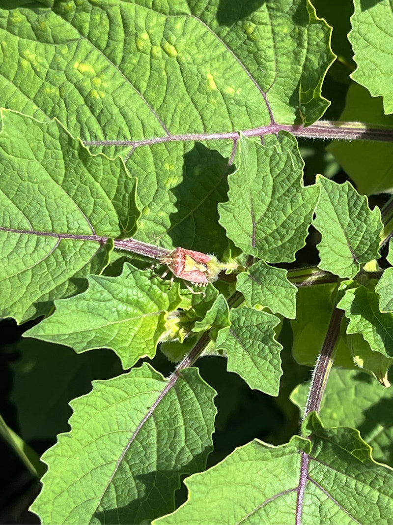 Un pentatome berrichon est clairement visible posé sur les feuilles vertes d'une plante. La vue plongeante montre l'insecte dans son environnement naturel.
