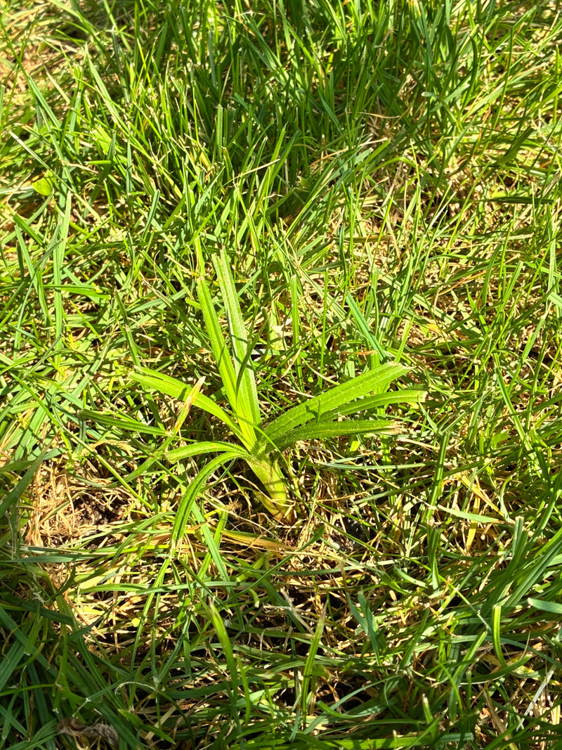 Carex poilu — Bild 1