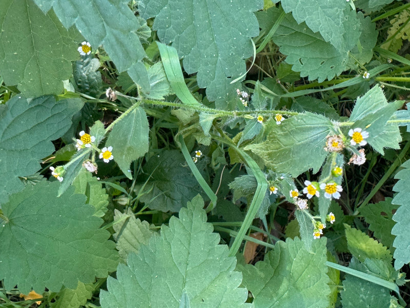 Un galinsoga cilié en fleur avec des tiges poilues caractéristiques et de petits capitules blancs parmi un feuillage dense.