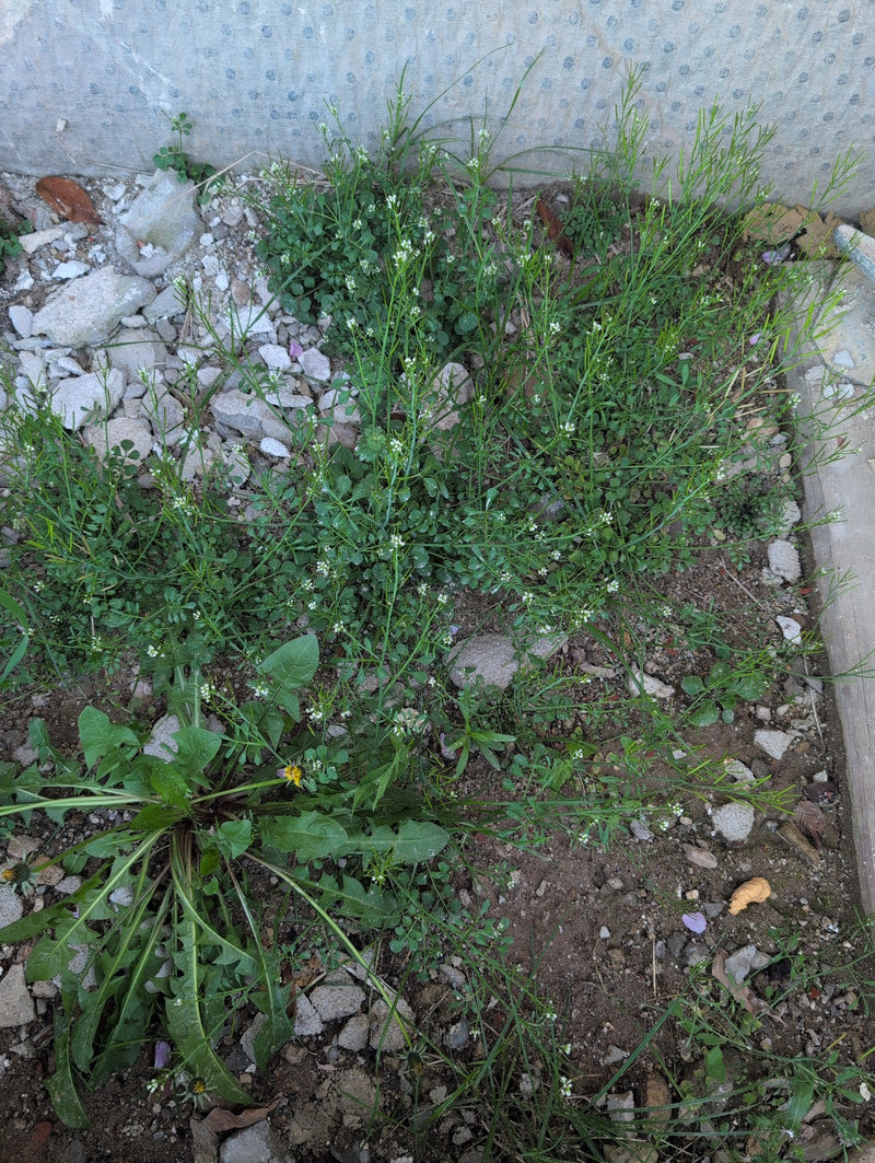 Écume velue — Bild 1