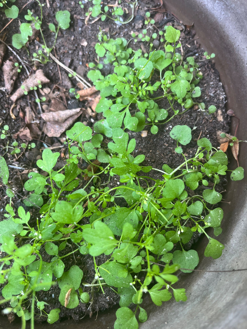L'image montre plusieurs spécimens jeunes et en fleurs de cardamine hérissée poussant dans la terreau sombre d'un pot.