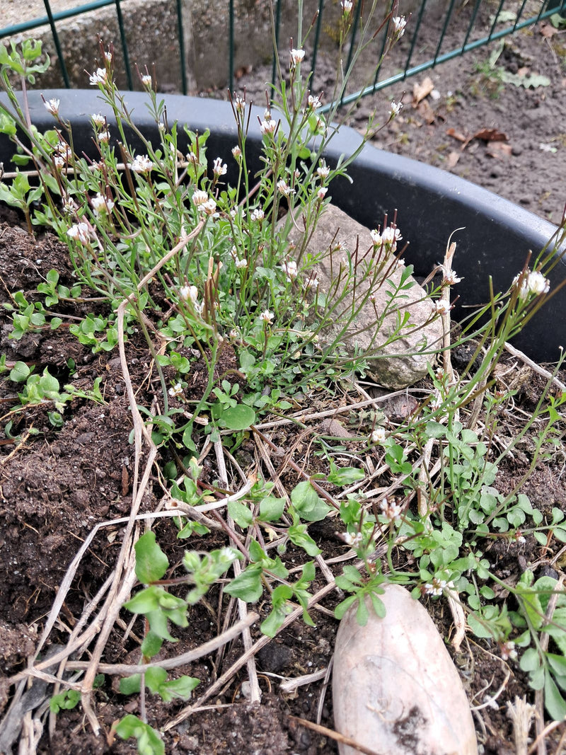 L'image montre plusieurs spécimens de cardamine hérissée dans un bac à plantes. On y voit des rosettes de feuilles vertes, des tiges dressées avec de petites...