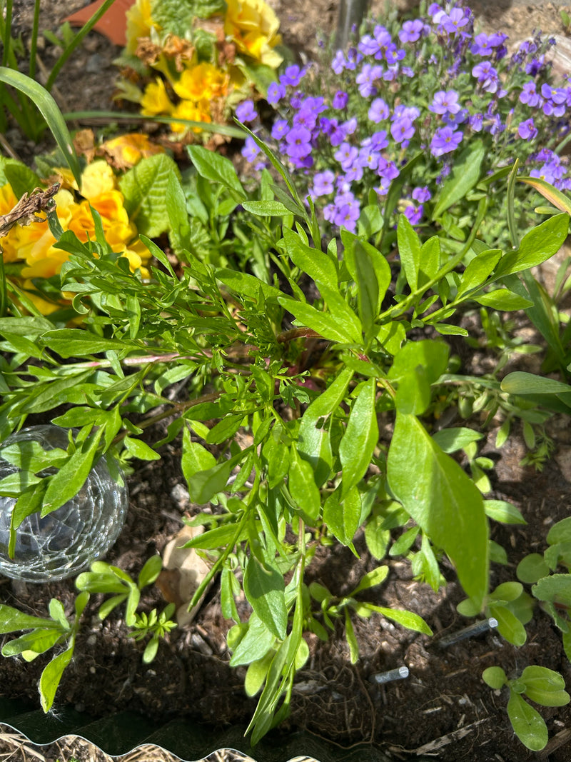 On peut voir une plante formant une rosette avec des feuilles pennées vertes, poussant dans un parterre de jardin. Elle est entourée d'autres végétations, no...