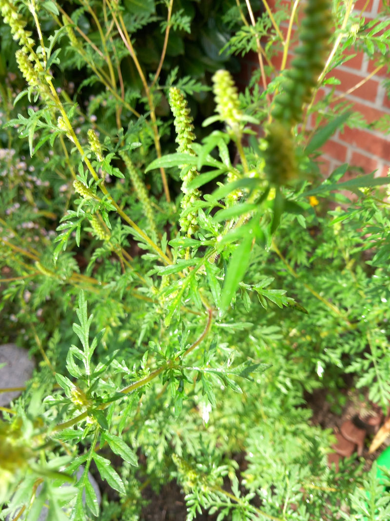 On peut voir une plante d'ambroisie avec ses feuilles finement découpées et ses inflorescences dressées. La plante pousse dans un jardin devant un mur de bri...