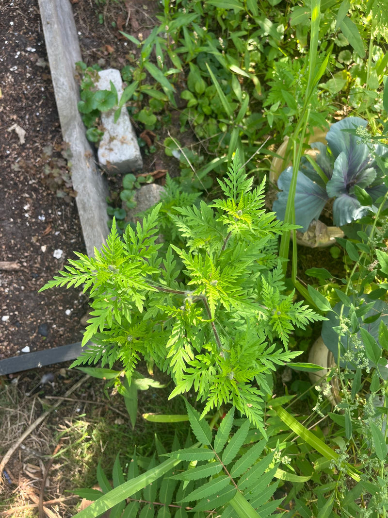On peut voir une plante d'ambroisie verte aux feuilles finement découpées, photographiée du dessus dans un parterre de jardin.