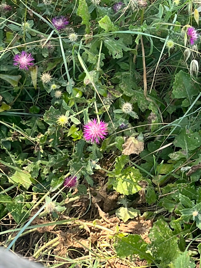 Herbe Bénédicte — Bild 1