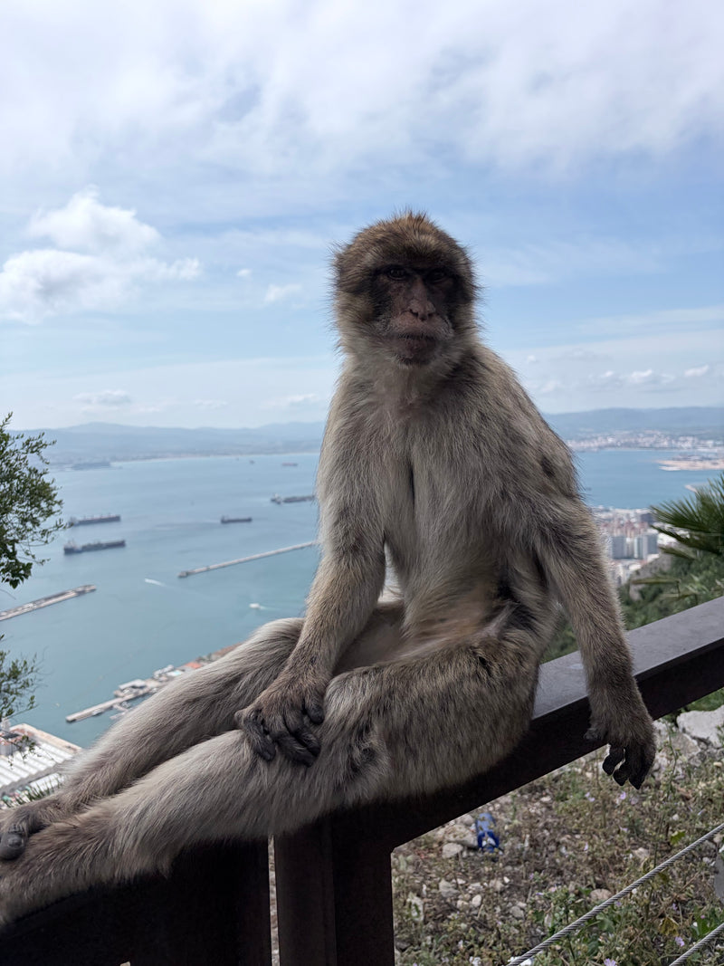 Macaque de Barbarie — Bild 1