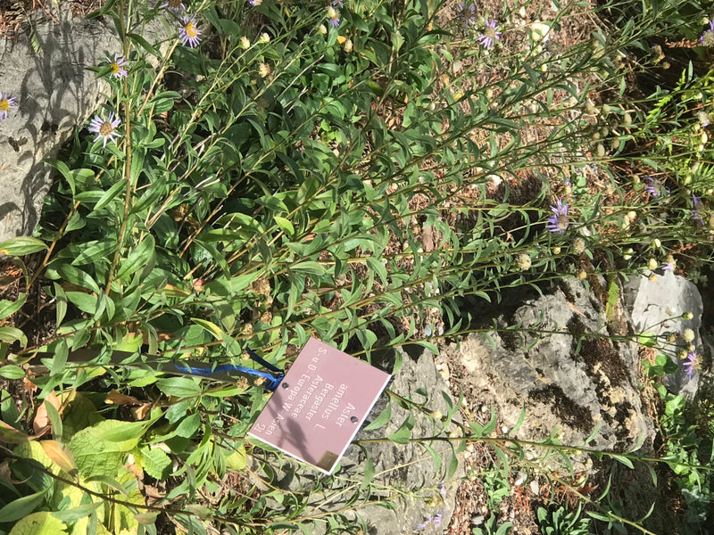 Berg-Aster — photo 1 sur 1