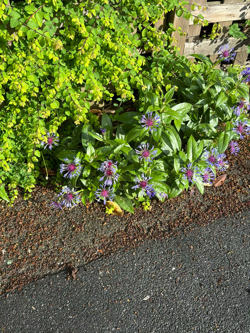 On peut voir un bluet des montagnes avec des fleurs violettes caractéristiques et des feuilles vertes. Il pousse dans un parterre près du sol asphalté.