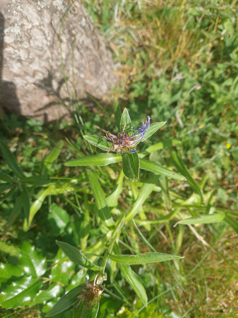 L'image montre un bluet des montagnes avec quelques restes de fleurs bleues et des feuilles vertes. Il pousse sur une prairie herbeuse à côté d'une pierre.