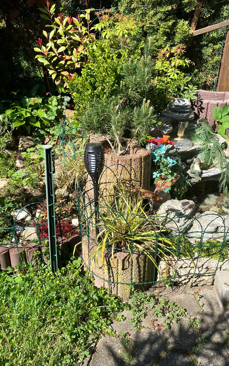 On peut voir un pin mugo dans un bac à plantes au milieu d'un jardin aménagé. Le conifère pousse droit au soleil.