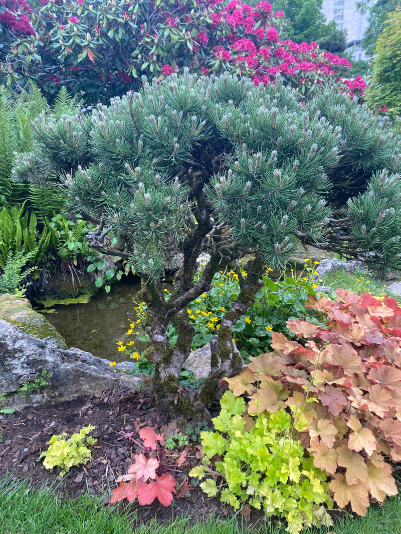 L'image montre un pin des montagnes compact dans un parterre de jardin varié. Le conifère se dresse au premier plan devant un petit étang et des plantes viva...