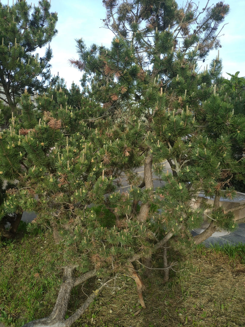 On y voit un pin mugo buissonnant doté de ses aiguilles caractéristiques et de plusieurs troncs. L'arbre pousse sur une pelouse en extérieur.