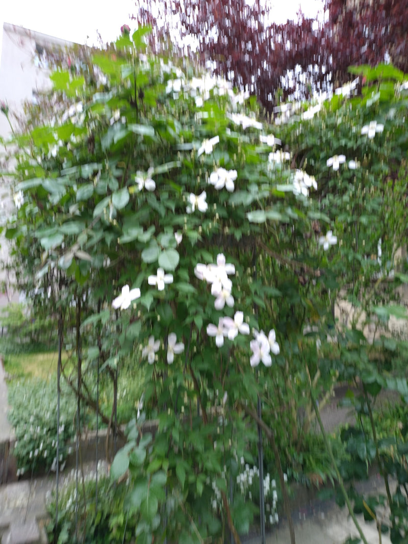 Une photo très floue d'une clématite en fleurs dans un jardin. Les fleurs blanches se détachent du feuillage vert.