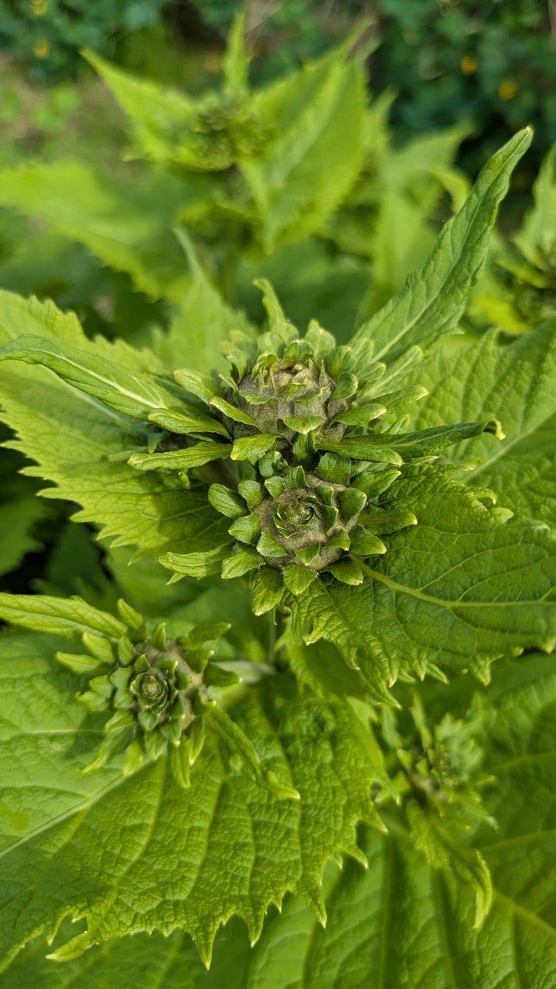 Bergamote — Bild 1