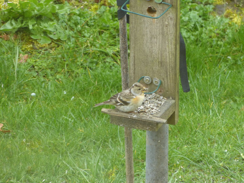 Brûlure — Bild 1