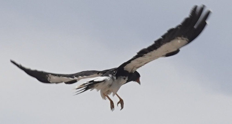 Caracara de montagne — Bild 2