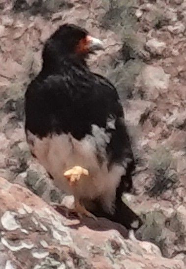 Caracara de montagne — Bild 3