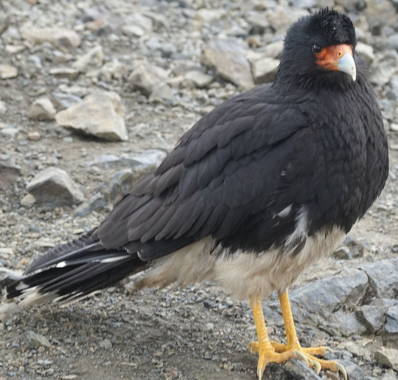 Caracara de montagne — Bild 1
