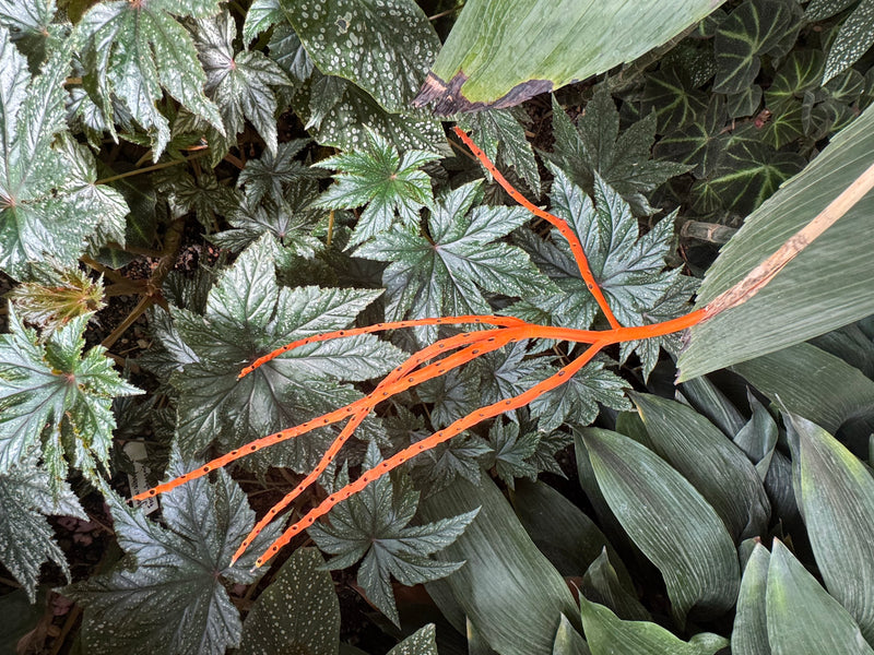 Une infrutescence ramifiée orange vif d'un palmier nain émerge au-dessus de feuilles denses de bégonias.