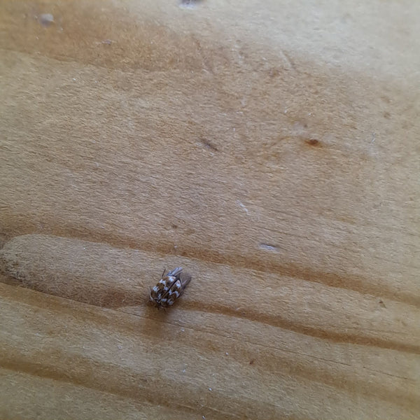 Un anthrène de Smirnov est posé sur une surface en bois clair. L'insecte est vu de dessus.