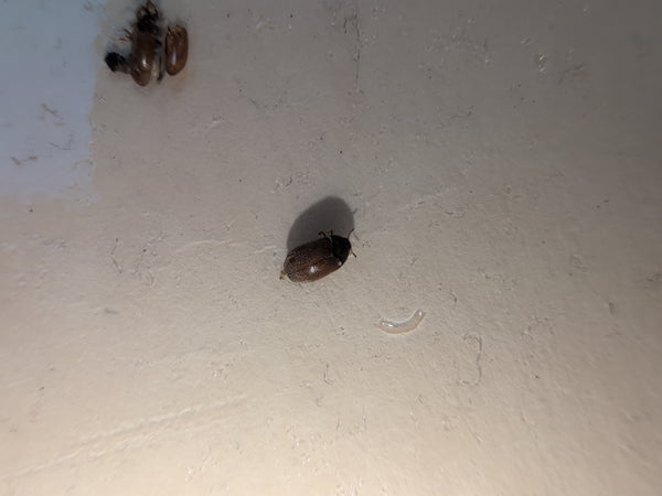 Un petit scarabée brun est posé sur une surface claire. De plus, quelques restes et une petite larve ou mue sont visibles à proximité.